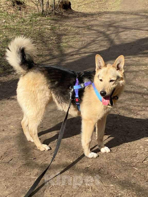 Собаки в Москве: Красавчик добряк Мальчик, Бесплатно - фото 4