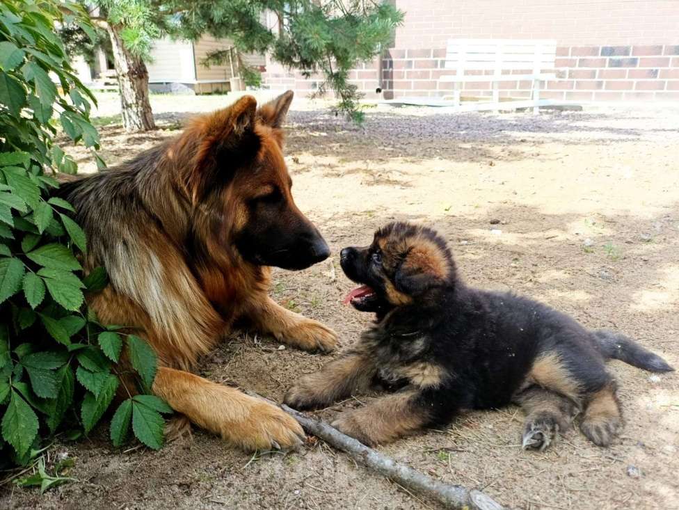 Собаки в Санкт-Петербурге: Щенки немецкой овчарки Мальчик, Бесплатно - фото 2