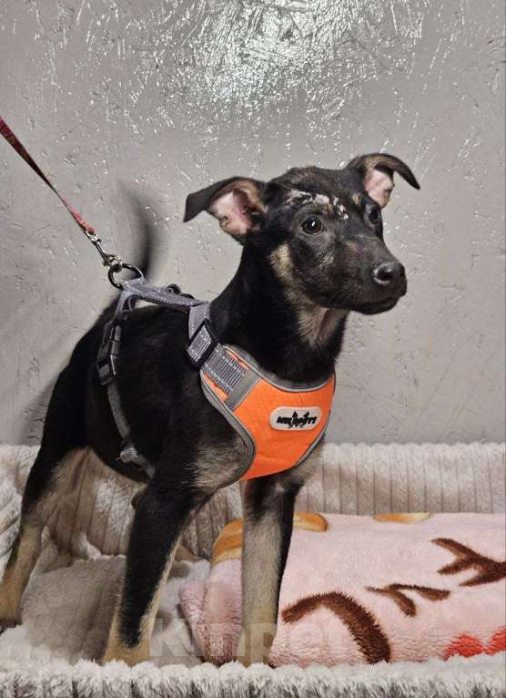 Собаки в Санкт-Петербурге: Забавный щенок Мишаня в дар Мальчик, Бесплатно - фото 3