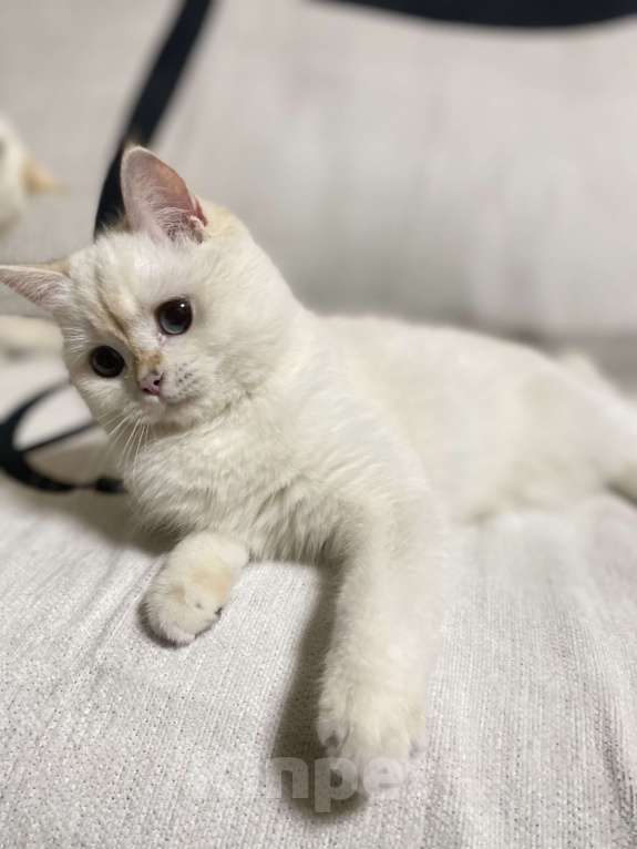 Кошки в Москве: Шотландский котенок  Девочка, 20 000 руб. - фото 4