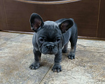 Собаки в Белореченске: Французский бульдог Девочка, Бесплатно - фото 10