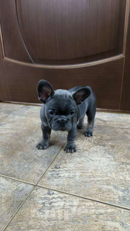 Собаки в Белореченске: Французский бульдог Девочка, Бесплатно - фото 10