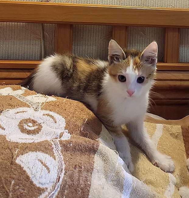 Кошки в Москве: Очаровательный котенок-девочка, 2 месяца Девочка, 1 000 руб. - фото 3