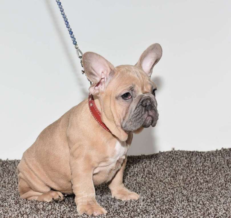 Собаки в Москве: Девочка Зимушка Девочка, 55 000 руб. - фото 8