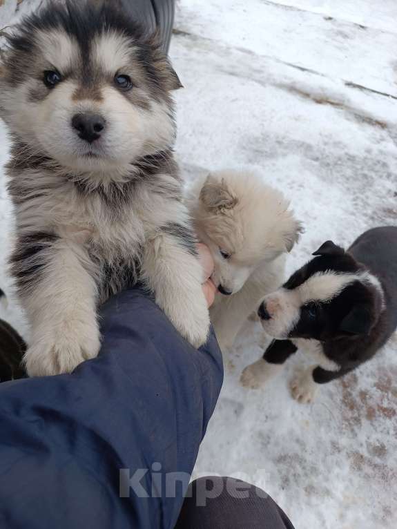 Собаки в других городах Ставропольского края: Продаю щеночков! Мальчик, 2 000 руб. - фото 8