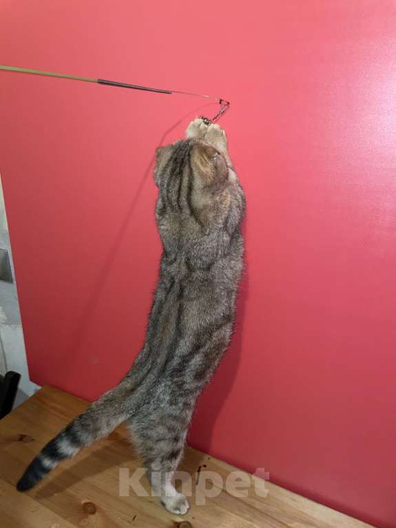 Кошки в Москве: мальчик Мальчик, 30 000 руб. - фото 6