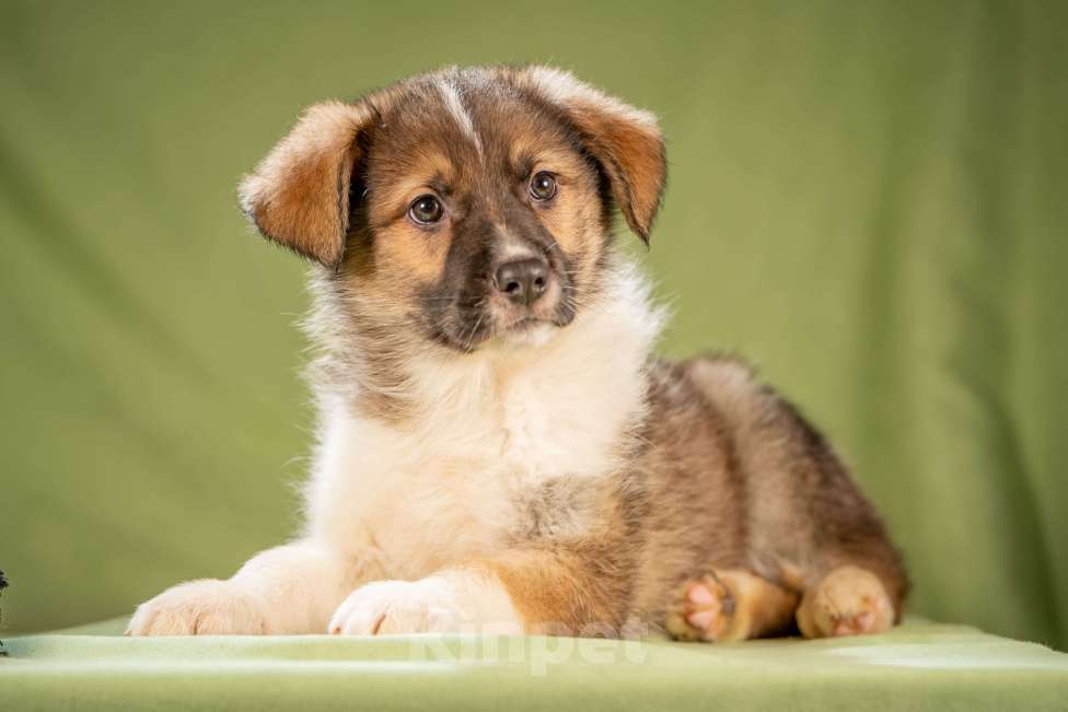 Собаки в Клине: Арахис - статный симпатяга Мальчик, Бесплатно - фото 10