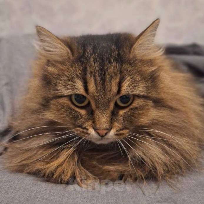 Кошки в Москве: Маша ищет дом Девочка, Бесплатно - фото 1