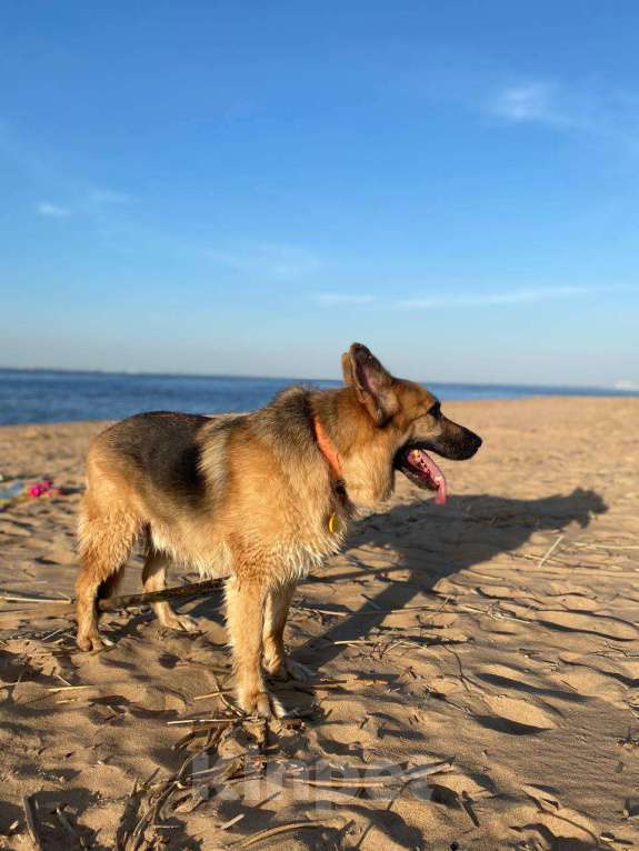Собаки в других городах Ленинградской области: Помогите найти собаку! Мальчик, 10 000 руб. - фото 2