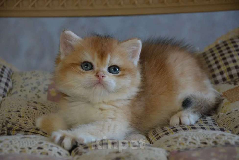 Кошки в Сочи: Котята Девочка, Бесплатно - фото 9