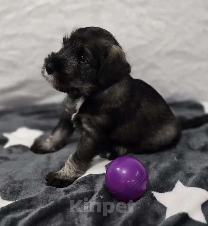 Собаки в Санкт-Петербурге: Щенки миттельшнауцера Разнополые, 45 000 руб. - фото 3