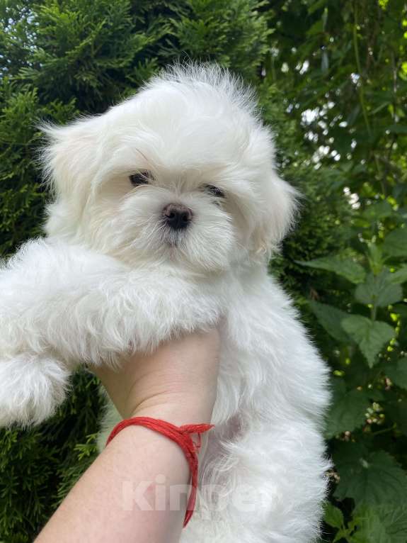 Собаки в Москве: Мальтезе мальчик мини  Мальчик, 100 руб. - фото 5