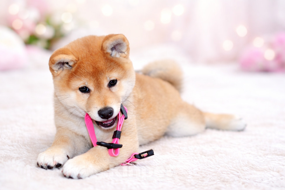 Собаки в Москве: Щенок сиба-ину-девочка, 3 месяца, готова к переезду. Девочка, 90 000 руб. - фото 1