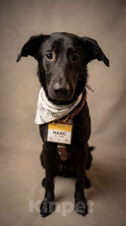 Собаки в Москве: Скромняжка Макс Мальчик, Бесплатно - фото 1