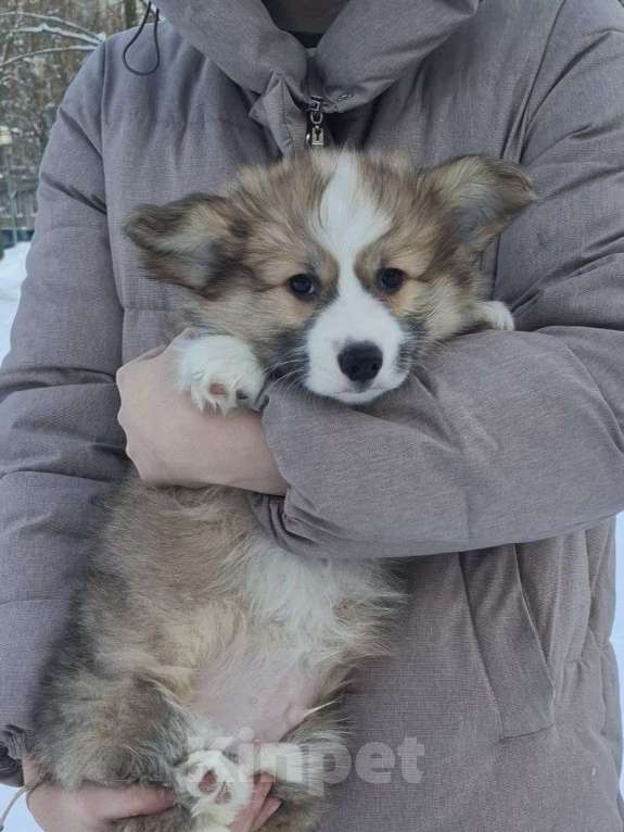 Собаки в Москве: Лауринь Мальчик, 60 000 руб. - фото 3