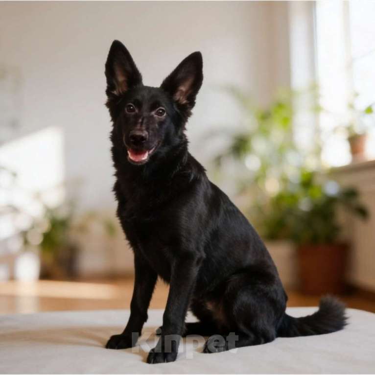 Собаки в Казани: Щенок подросток Девочка, Бесплатно - фото 1