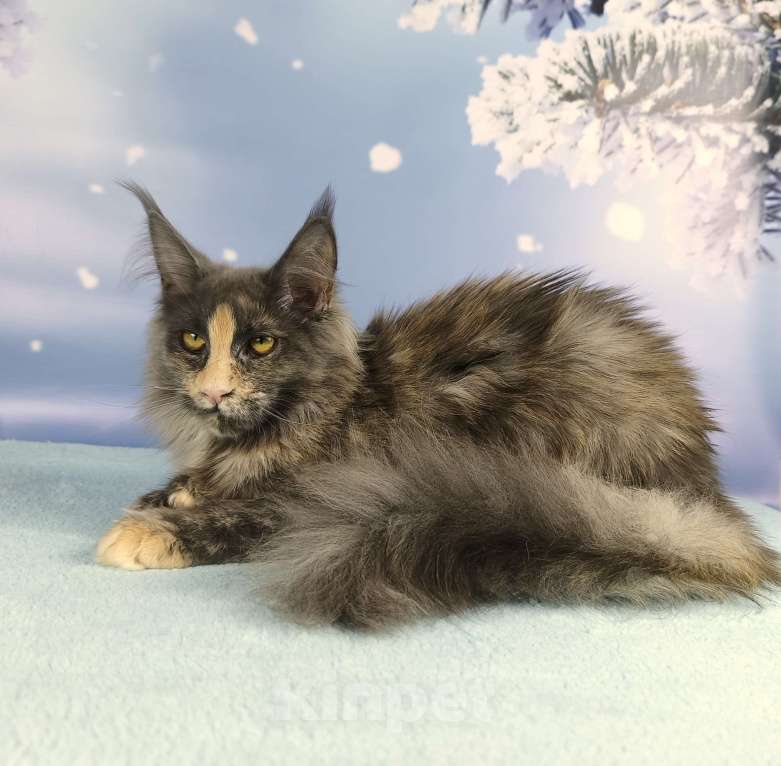 Кошки в Нижнем Новгороде: Дарси Девочка, 45 000 руб. - фото 3