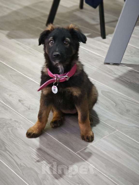 Собаки в Красногорске: Девочка с умными глазами Пуша 3 месяца ищет дом  Девочка, Бесплатно - фото 4