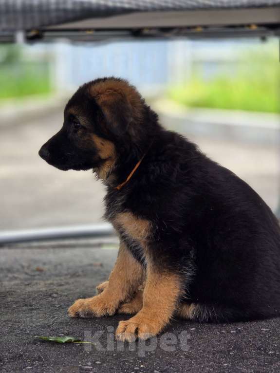 Собаки в Москве: Щенки длинношерстной немецкой овчарки Девочка, 85 000 руб. - фото 6