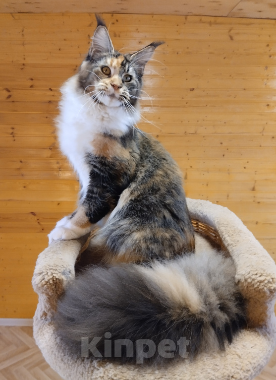 Кошки в Екатеринбурге: Котенок мейн-кун Девочка, 35 000 руб. - фото 3