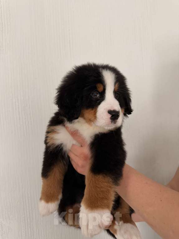 Собаки в других городах Саратовской области: Продажа щенков Бернского Зенненхунда Мальчик, Бесплатно - фото 9