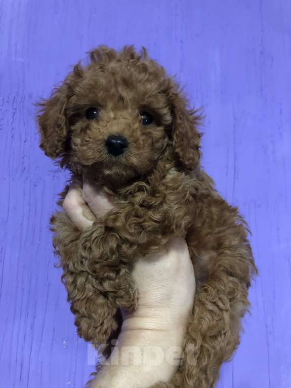 Собаки в других городах Московской области: Пудель Щенок  Мальчик, 55 000 руб. - фото 7