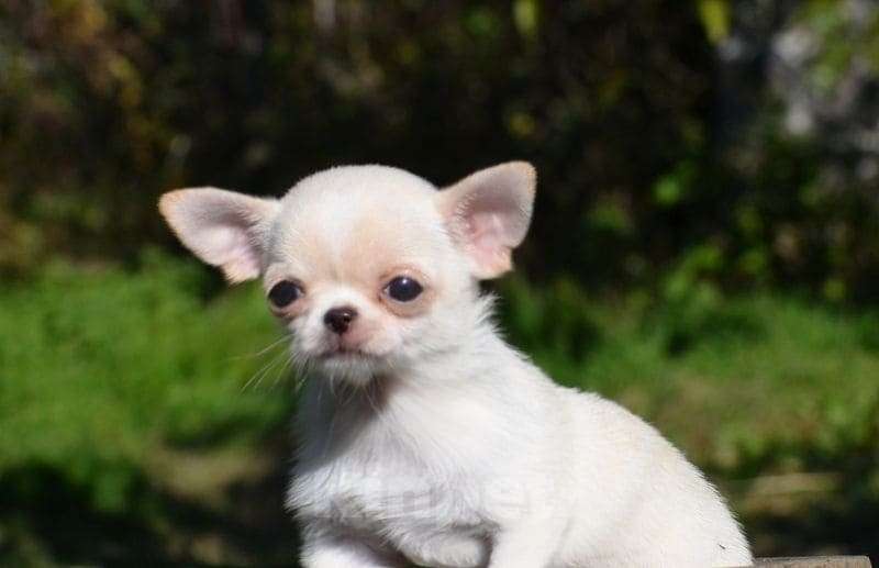 Собаки в Сочи: Чихуахуа, питомник  Девочка, 30 000 руб. - фото 2