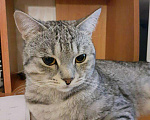 Кошки в Бийске: Вязка, 1 000 руб. - фото 3