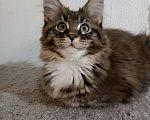 Кошки в Калаче-На-Доне: Котята мейн кун, 30 000 руб. - фото 6