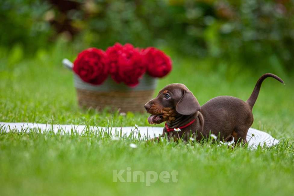Собаки в Москве: Очаровательный щенок кроличьей таксы  Девочка, 80 000 руб. - фото 3