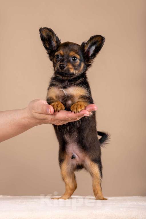 Собаки в Сосновом Бору: Щенки русского тоя длинношерстного Разнополые, Бесплатно - фото 3