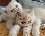 Кошки в Ростове-на-Дону: Котята короткошерстных персидских экзотов Мальчик, 20 000 руб. - фото 1