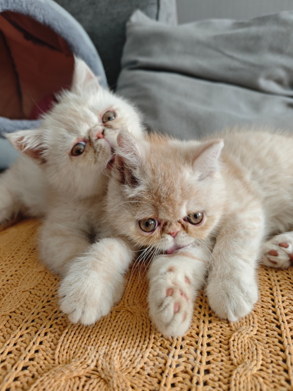 Кошки в Ростове-на-Дону: Котята короткошерстных персидских экзотов Мальчик, 20 000 руб. - фото 1