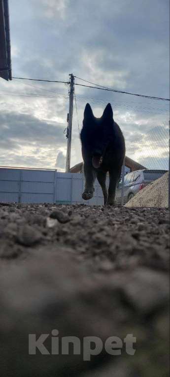 Собаки в Бронницах: Продам восточноевропейскую овчарку Мальчик, Бесплатно - фото 2