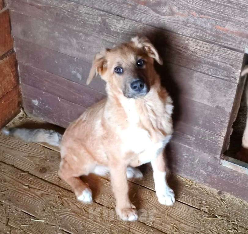 Собаки в Москве: Ласковому щенульке Оскару очень нужны дом и семья Мальчик, Бесплатно - фото 6