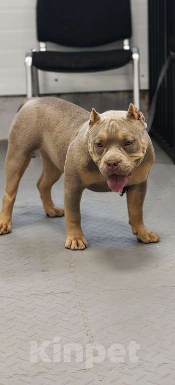 Собаки в других городах Ленинградской области: Американский булли Девочка, 100 000 руб. - фото 3