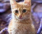 Кошки в Москве: Рыжая крошка ищет дом Девочка, Бесплатно - фото 1