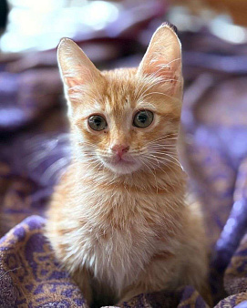 Рыжая крошка ищет дом