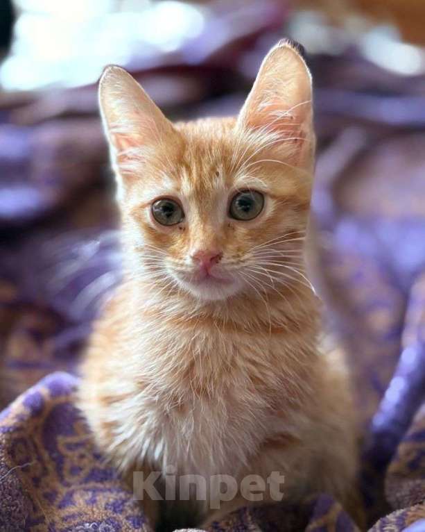 Кошки в Москве: Рыжая крошка ищет дом Девочка, Бесплатно - фото 1