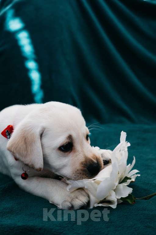 Собаки в Москве: Лабрадор-ретривер, щенок Девочка, Бесплатно - фото 5