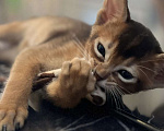 Кошки в Липецке: Продается абиссинский котенок  Мальчик, 60 000 руб. - фото 8