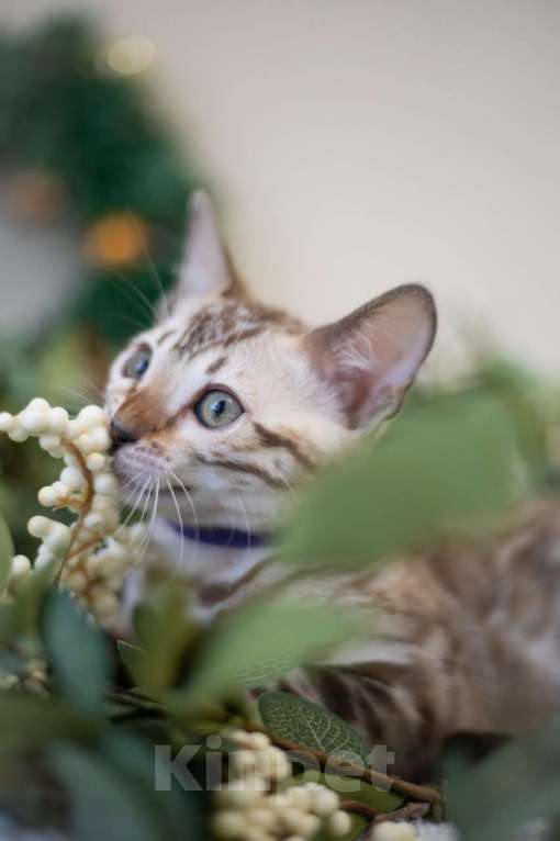 Кошки в Нижнекамске: Ария Девочка, Бесплатно - фото 4