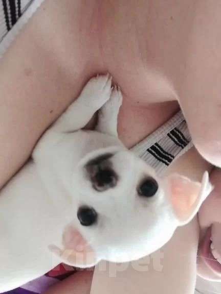 Собаки в Хабаровске: Щенок чихуахуа девочка Девочка, 25 000 руб. - фото 6