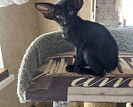 Кошки в Москве: Ориентальная черная девочка Девочка, Бесплатно - фото 2