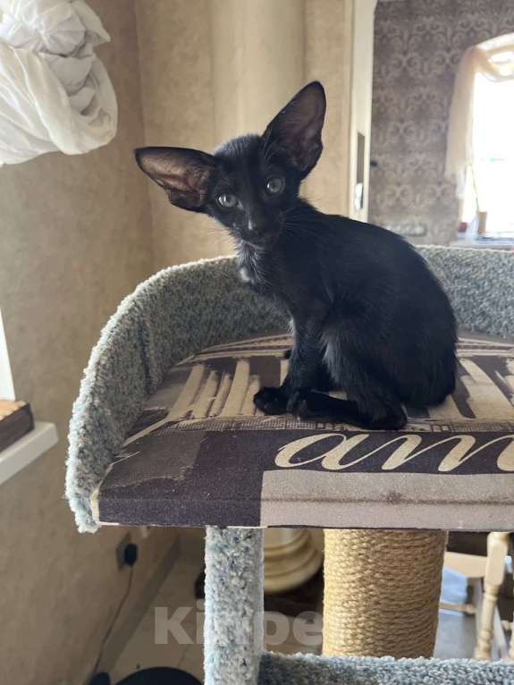 Кошки в Москве: Ориентальная черная девочка Девочка, Бесплатно - фото 2