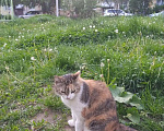Кошки в Калуге: Кошка Девочка, Бесплатно - фото 2