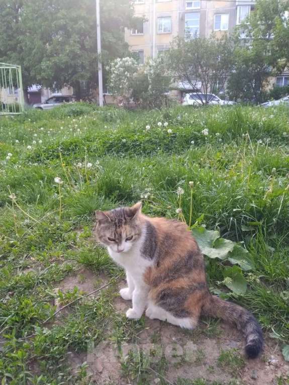 Кошки в Калуге: Кошка Девочка, Бесплатно - фото 2