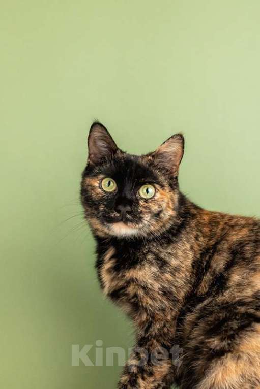 Кошки в Москве: Крупная черепаховая кошка Фаня-Нафаня на счастье Девочка, Бесплатно - фото 5