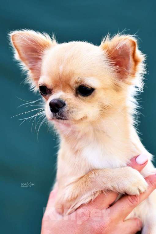 Собаки в Москве: Чихуахуа длиношерстная сука  Девочка, 100 000 руб. - фото 1