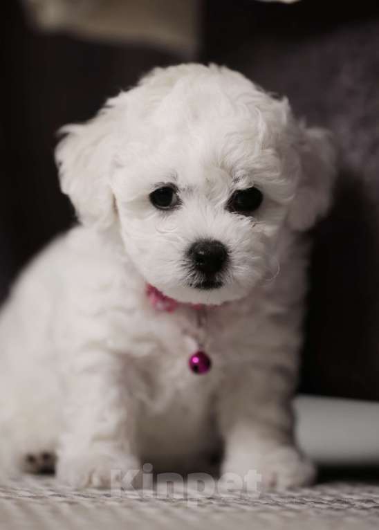 Собаки в Волгограде: Алиссия Бриллиантовая девочка  Девочка, 160 000 руб. - фото 2